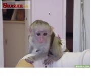 Roztomilé detské kapucínske opice na prijatie