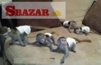Krásné kapucínské opice na prodej.
