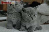 Britské krátkosrsté mačiatka na predaj