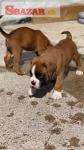 Kc Reg Boxer Pups