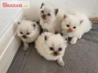 Absolútne ohromujúce perzské mačiatka