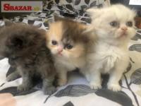 Úplne úžasné perzské mačiatka