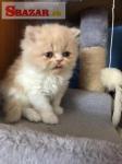 perzské mačiatka