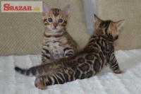 Dostupné sú roztomilé bengálske mačiatka