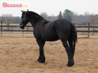 čierneho frízskeho koňa