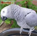 Papagáj sivý