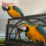 Modré a zlaté papagáje papagáje k dispozícii