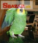 Získajte tieto rozkošné amazonské papagáje
