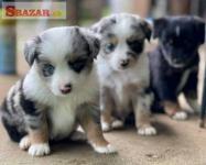 Border Collie Puppy Wanted čaká milujúci domov
