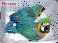 (Whatsapp +420 735 010 594) Macaw parrots