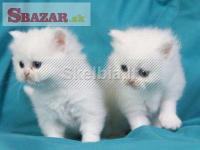 krásne perzské mačiatka na adopciu