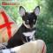 Predám - Malé šteniatka Chihuahua na adopciu 296739